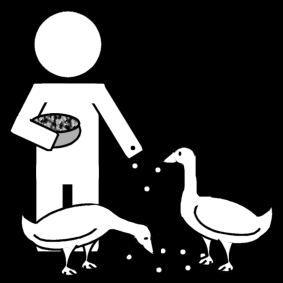 feed the geese